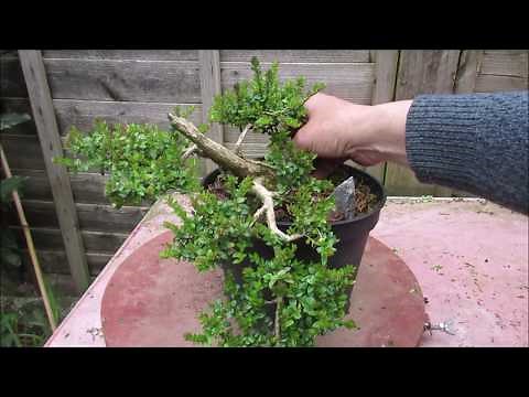 Shrubby Honeysuckle Lonicera Nitida Bonsai April 2019