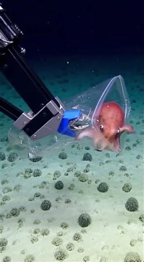 MILE DEEP. Found the CUTEST animal on earth. Wrapped in TRASH. 🐙💔