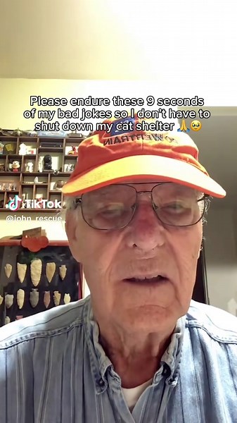 Support Cats in Need: Donate to Your Local Shelter