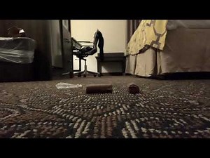 Nike sb shoes crushing Swiss rolls