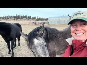 Taming Wild Horses: From Wild to Pasture-Ready