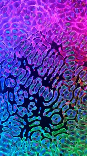 Lara Wegener MD on Instagram: "Cymatics shows us that sound is not just heard, it’s seen, structured, and encoded into matter. This is water vibrated at 72Hz, responding in symmetry. Frequencies shape the architecture of biology from the spiral of DNA to cellular division and organ regeneration. Dr. Hans Jenny’s cymatics experiments proved that different frequencies produce precise geometric forms. These aren’t coincidences, they’re the hidden language of the universe, echoing through the rainfo