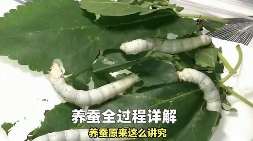 养蚕全过程详解，让你轻松入门！