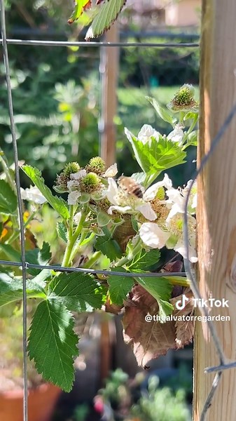 Today is the first day of Spring. The Equinox. When the day and night are both equal in length. From here, the days will progressively get longer until the Summer Solstice in June. Happy Spring 🌱 #spring #garden #planttok