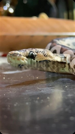 Axanthic clown hatchling from the Molinaro Snake Lab