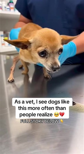 Essential Foods Dogs Should Never Eat