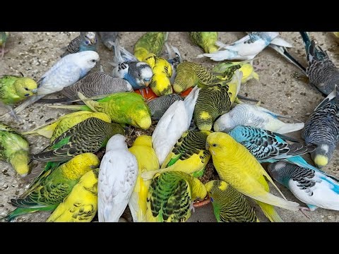 Happy Budgies Feeding Time 🐦 | Corn & Mixed Seeds