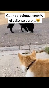 8.1M views · 265K reactions | Cuando quieres hacer te el valiente y no te sale .. . . . . . #gatos #cat #funny #memes | Lyly Guarachy | Facebook