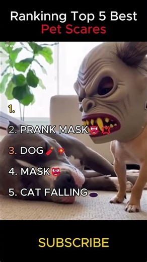 Ranking Best Pet Scares #funny #viralvideo #memes #ranking #funnyvideo