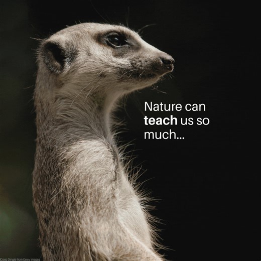 Education is the seed of hope that can prevent, halt, and reverse the loss of nature. When we weave ecosystem restoration into classrooms and communities, we nurture a generation ready to protect and heal our planet. This #WorldTeachersDay, join #GenerationRestoration schools and unlock resources, learning materials, and opportunities to transform your school into a hub for nurturing healthy ecosystems. https://tinyurl.com/2frpfd5n | UN Environment Programme