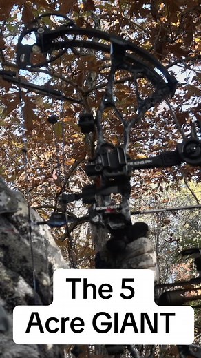 Hunting Strategies for Mature Bucks During the Rut