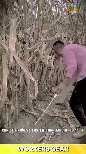 Sharp Manual Harvesting Tool for Cutting Corn Stalks and Clearing Fields in Dry Conditions