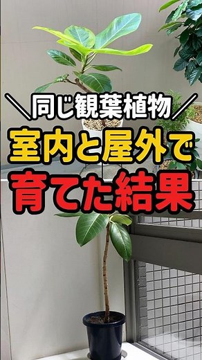 [Shocking] The same houseplants look so different just because of their location... #houseplants ...
