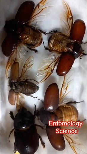 WHO IS ENTOMOLOGIST? WHAT IS ENTOMOLOGY? DO YOU WANT TO BE SCIENTIST? DO YOU WANT TO STUDY INSECTS?
