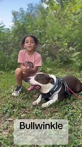 🚨Miami FL- My name is Bullwinkle #A2623965. I’ve been in the shelter for over 300 days. Today, they took me on a PawAdventure, and for a little while… I felt free. I felt loved. The wind on my face, the grass under my paws. It reminded me what life outside these walls could be like. But when it was time to go back, my heart hurt. I just want a place to belong… a family to love… a forever home to call my own. Will you adopt me? I promise I’ll give you all the love I’ve been holding inside. — Bul