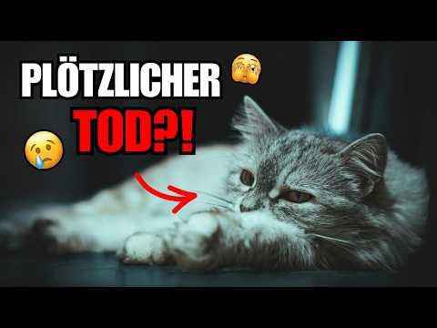 THIS IS WHY cats die suddenly… (& how to prevent it)