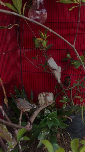 Finch Setup: A Guide to Creating the Perfect Habitat