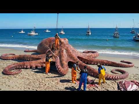 $5,000 Worth of Giant Octopus Packed Inside These Traps