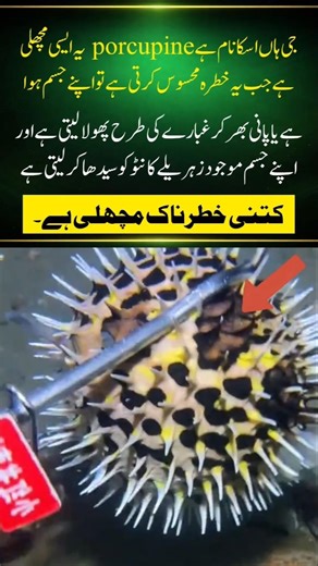 The Most Dangerous Balloon Fish: Amazing Porcupine Fish Facts!#naturefacts#nature#wildlife #shorts