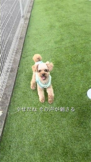 愛愛 / チキンナゲッツ 7月18日配信リリース💿 #チキンナゲッツ #愛愛 #癒し #動物 #ドッグラン
