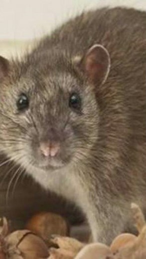 Ultrasonic Rat Repellent - Sound that Makes Rats Flee #ratrepellent