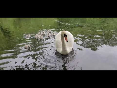 Swanhaven Park: Three Lakes Waterfowl Family #swan #wildlife #nature #calm