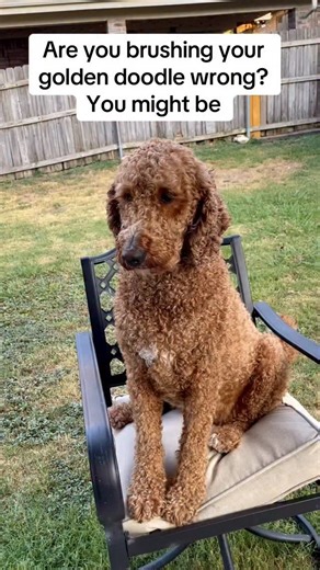 Do you struggle brushing knots/mats out of your Doodle’s hair? So was @ivonne_84 And now, thanks to the detangling properties in the Doodle Detangler Spray, Quinn the Goldendoodle is able to stay tangle-free, mat-free, and extra soft. Join the 60,000 Doodle Owners who are using the Doodle Detangler Spray to make brushing easier, quicker, and less painful for their Dood. #doodwoof #doodlesofinstagram #doodle #doggrooming #goldendoodle #bernedoodle #aussiedoodle #labradoodle #maltipoo #cockapoo #c