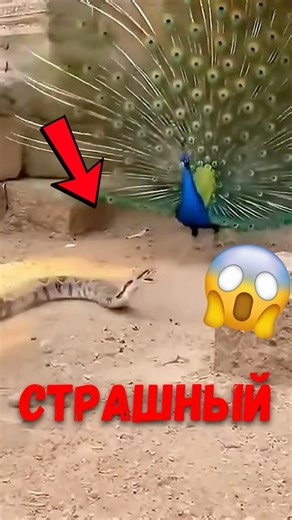 🦚 Peacocks are a snake's nightmare! #animalfacts #natureinstincts #peacock