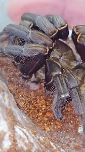 300K views · 6.7K reactions | We just got a cool box of inverts from a friend, check out all the new animals! #venomman20 #venomouskeeper #venomoussnakes #venom #scorpion #venom #venomous #spidersofinstagram #spiders #spidersoftheworld #tarantulasofinstagram #tarantulasoftheworld #tarantulalovers #tarantula #tarantulakeeper | Venomman20 | Facebook