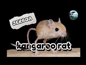 🐭🦘The Jerboa: The Tiny Kangaroo of the Desert! 🏜️✨