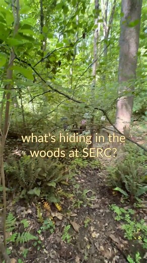 The volunteers of the Smithsonian Environmental Archaeology Lab at SERC headed into the woods last week to start mapping a structure built around a natural spring. Team leader Jim Gibb believes Robert Lee Forrest, a dairy farmer who owned the land 100 years ago, built the brick cistern early in the 20th century. The cistern likely pumped water to another building 300 feet up the hill, and from there to the barns in the old dairy that occupied the SERC site. Back then, the land would have been cl