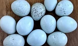 Tiki Cat After Dark Soft Pate, Chicken & Quail Egg, High-Protein Ingredients, Wet Cat Food for Adult Cats, 3 oz. Can (12 Count)