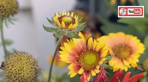 10K views · 1.5K reactions | When I'm putting together combo containers, I like to pick a color palette and go from there. See how I've incorporated warm tones that play off the color of my pumpkins with these planters! See more of this video on YouTube! https://youtu.be/wO0hdq8NOLU | P. Allen Smith | Facebook