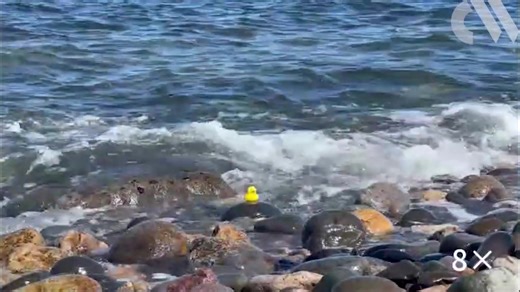Researchers analysed 25,000 natural adhesives to understand what makes a strong glue. Based on this they created new formulations that are stronger than any similar substances found in nature. https://www.chemistryworld.com/news/new-adhesive-is-so-sticky-it-can-glue-a-rubber-duck-to-a-seaside-rock/4021997.article?utm_campaign=organic_social&utm_medium=social&utm_source=facebook | Chemistry World