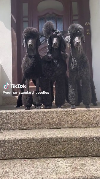 Guard Dogs - Poodle Love and Care Tips