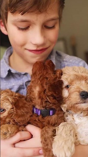 7 Week Old Cavapoochon Puppies | Calm, Cuddly & Completely Adorable