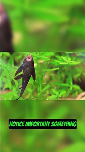 Your 20 Gallon Tank Needs These 3 Things #Aquarium #FishTank #Setup