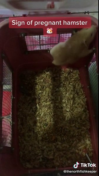 Signs of Pregnant Hamster: How to Know If Your Hamster Is Expecting