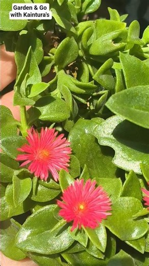 The prettiest low-maintenance plant you need! 🌸Baby Sun Rose 🌹#nature #shorts #babysunrose #viral