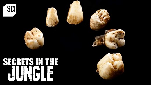 Located 30 miles northwest of Johannesburg, the Rising Star cave system is a sprawling network of underground tunnels, chambers, and rivers. Here, explorers have uncovered over a thousand fossil elements determined to belong to a previously unknown species of hominin, Homo naledi. #ScienceChannel #SecretsintheJungle | Science Channel