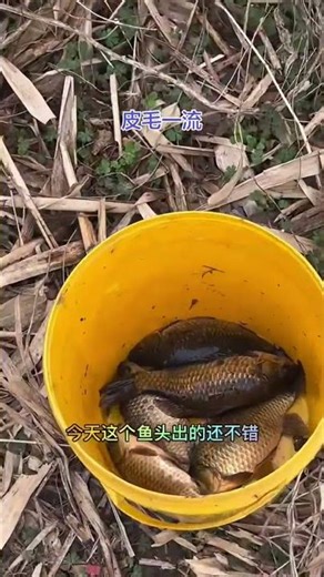 Discover the Serenity of a Free Wild River for Fishing