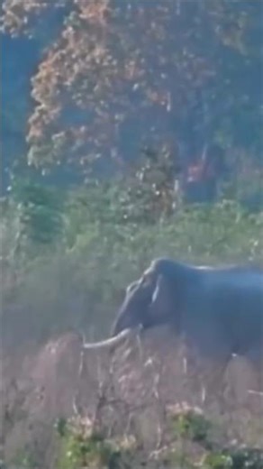 Wild Elephant vs Kumki Elephant 😱One elephant trunk broken 🔥 #elephantattack #kumki #kumkielephants
