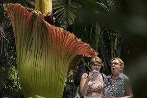 The World Needs Genetically Robust Corpse Flowers