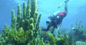 NATURE: Treasure of the Caribbean