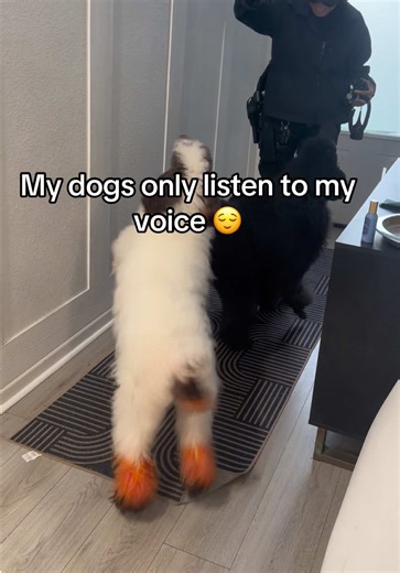 My dogs only listen to me , my wife hate it here lol