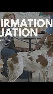 Confirmation Evaluation of the Epagneul Breton