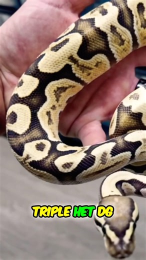 Why Are Ball Python Holdbacks So Important? Drop A Comment Below! 🤔