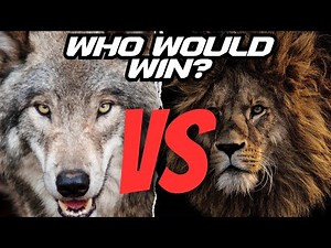 Lion vs Wolf - Nature's Ultimate Battle Unveiled