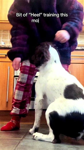 Effective Heel Training Techniques for Springer Spaniels