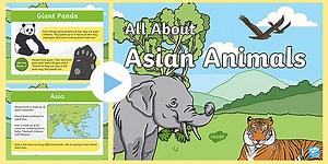 Asian Animals PowerPoint KS1